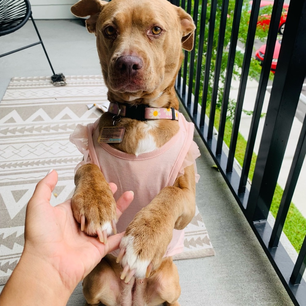 Birthday girl dog shirt